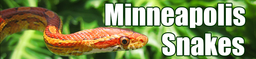 Minneapolis snake